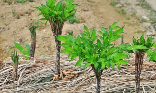 洋姜功效禁忌-【洋姜功效和作用】洋姜功效研究 - 洋姜功效网