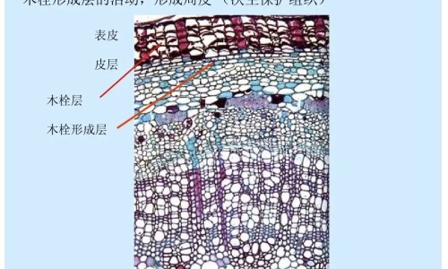 【洋姜功效和作用】洋姜功效研究 - 洋姜功效网